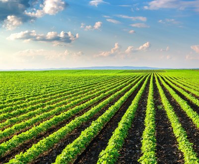 Площі під посів картофеля в Айдахо найнижчі з 1998 року