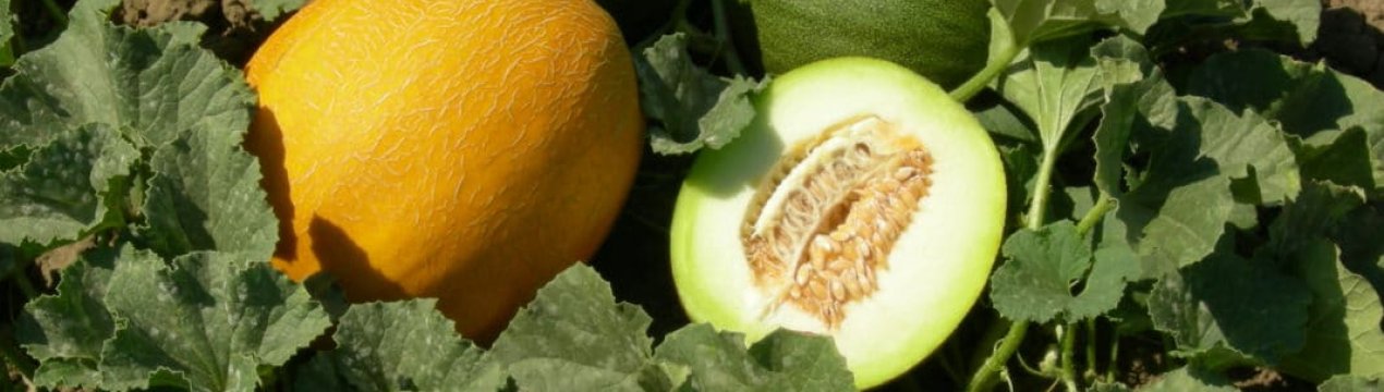 Скорочення площі динів в регіоні Кастилія-Ла-Манча на 20%