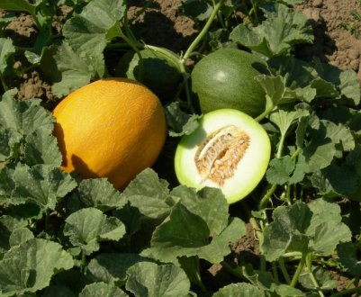 Скорочення площі динів в регіоні Кастилія-Ла-Манча на 20%