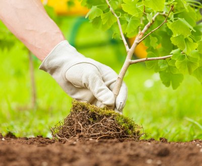 Дерева і кущі, які можна принести з лісу і посадити на ділянці