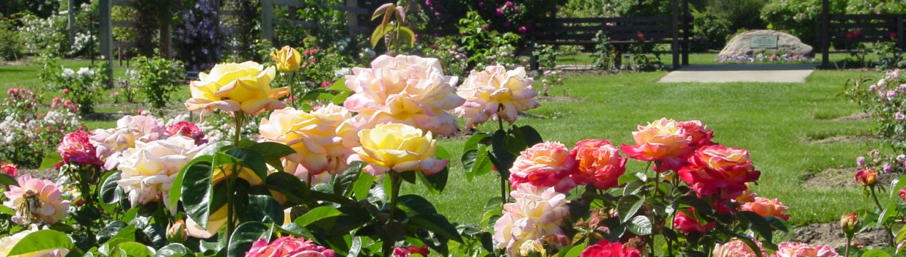 Паркові троянди: опис, посадка і подальший догляд