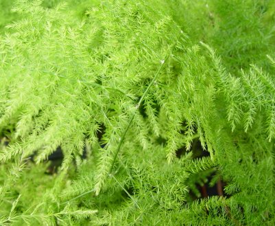 Аспарагус пір'ястий: догляд в домашніх умовах