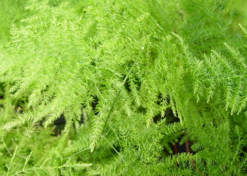 Аспарагус перистый: уход в домашних условиях