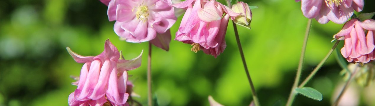 Найкрасивіші та надійні сорти аквілегії