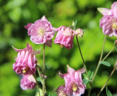 Найкрасивіші та надійні сорти аквілегії