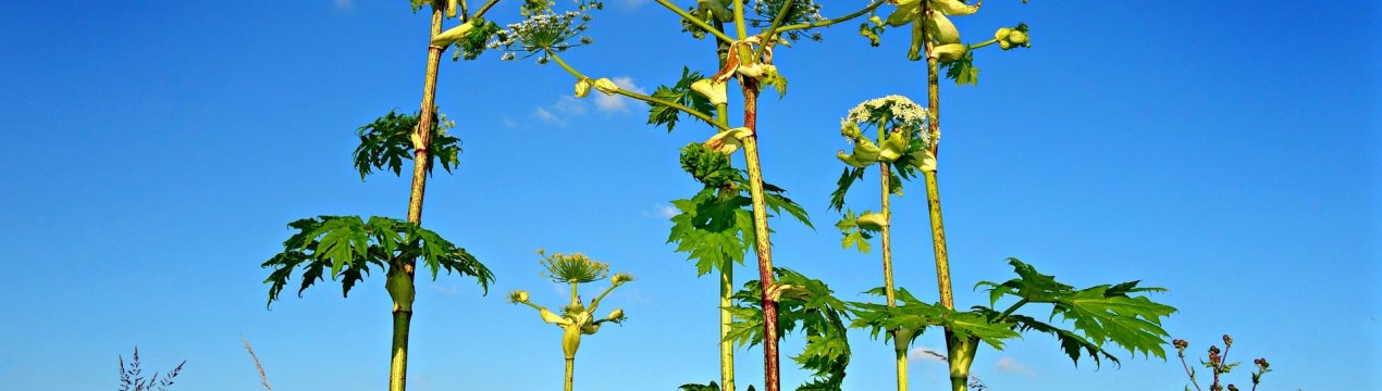 Як боротися з борщовиком на ділянці