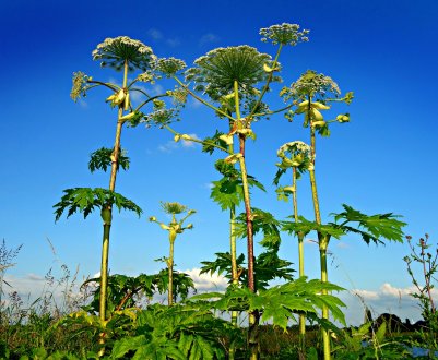 Як боротися з борщовиком на ділянці