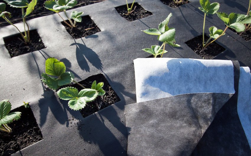 Мульчування плівкою Мульчування плівкою