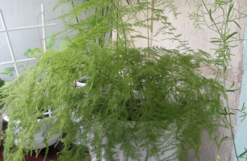 Аспарагус пір'ястий Аспарагус пір'ястий