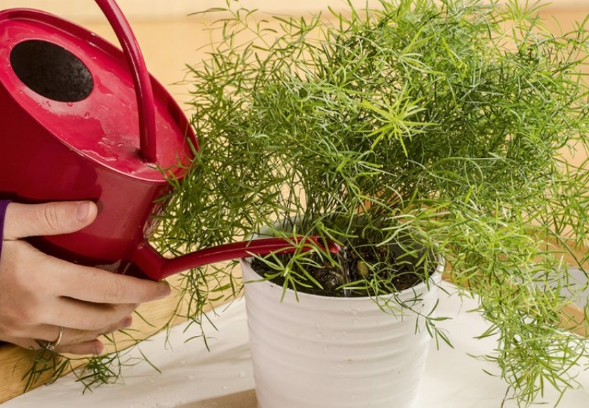 Аспарагус пір'ястий полив Аспарагус пір'ястий полив