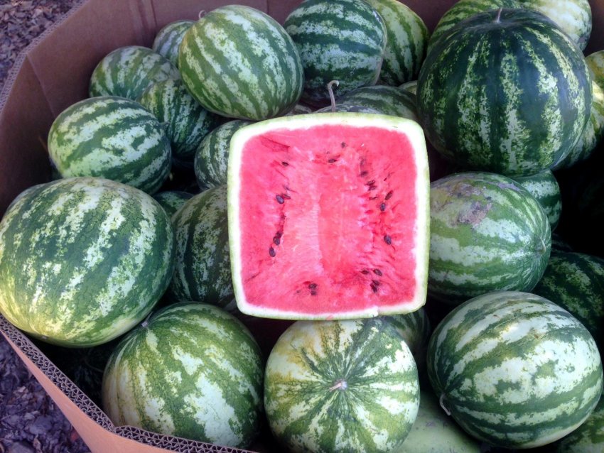 Квадратний кавун Квадратний кавун