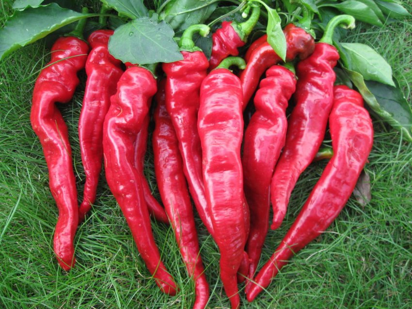 Язык дракона