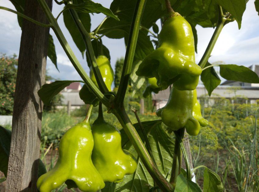 Колокольчик