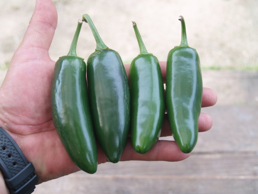 Халапеньо морита