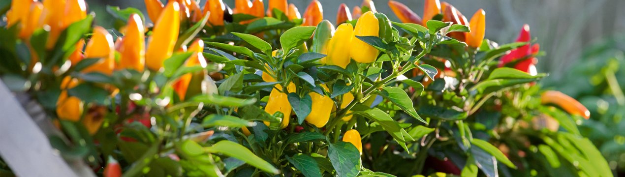 7 кращих видатних сортів гострого перцю