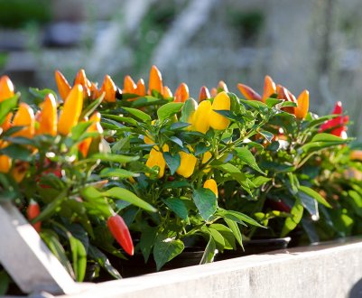 7 кращих видатних сортів гострого перцю