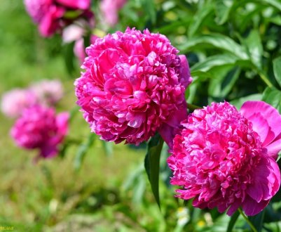 7 кращих сортів махрових півоній