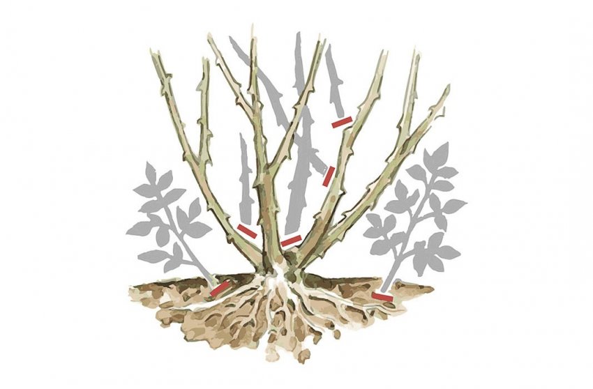 Видалення зелених або здерев’яні пагонів