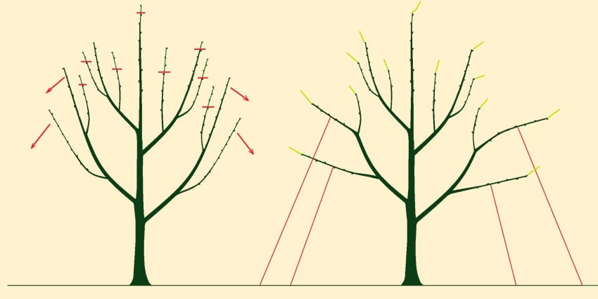 Відгинання гілок