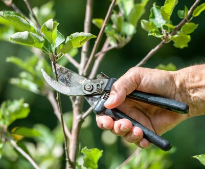 6 простих прийомів щодо ефективної обрізки плодових дерев влітку