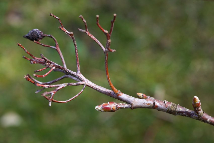 Видалення очок