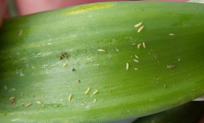 Трипси на орхідеї Трипси на орхідеї