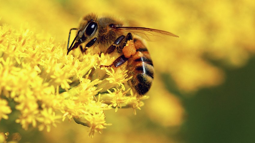 Бджола Бджола