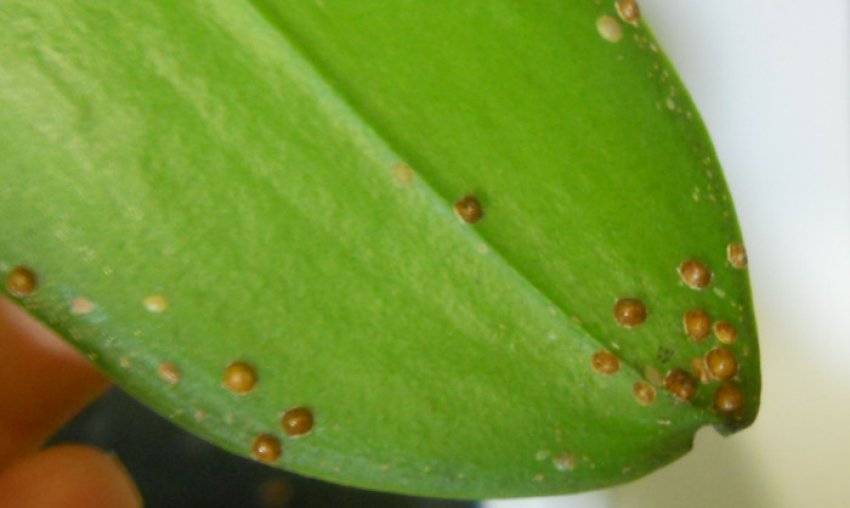 Щитівка на орхідеї Щитівка на орхідеї