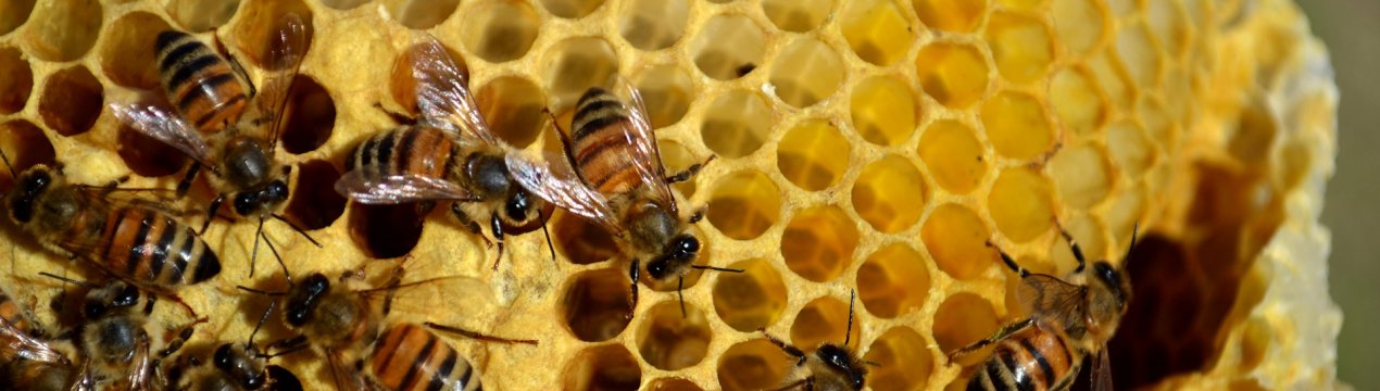 Около 60 000 вуликів в провінції Альберта, Канада, можуть загинути