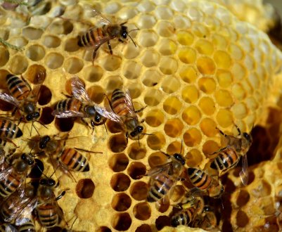 Около 60 000 вуликів в провінції Альберта, Канада, можуть загинути