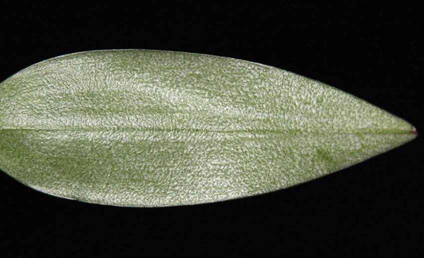 Павутинний кліщ на орхідеї Павутинний кліщ на орхідеї