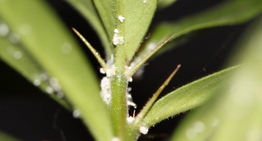 борошнистий червець на орхідеї борошнистий червець на орхідеї