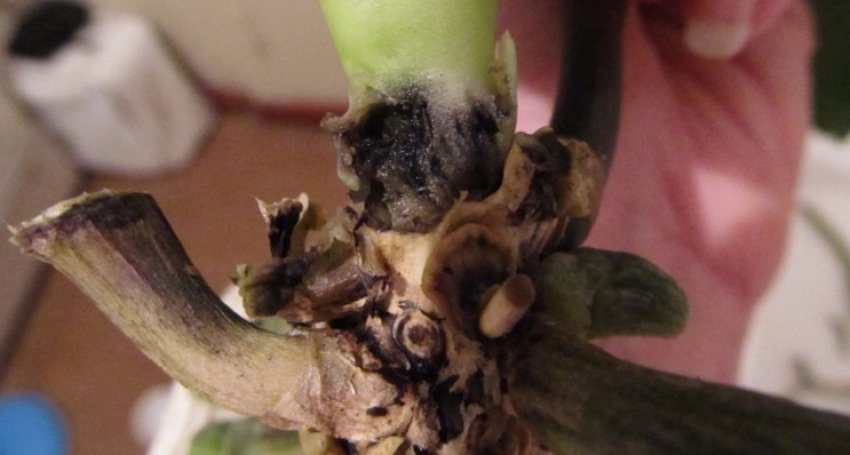 Чорна гниль Чорна гниль