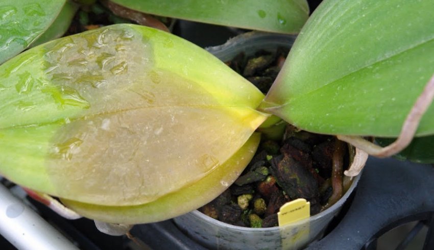 Коричнева гниль Коричнева гниль