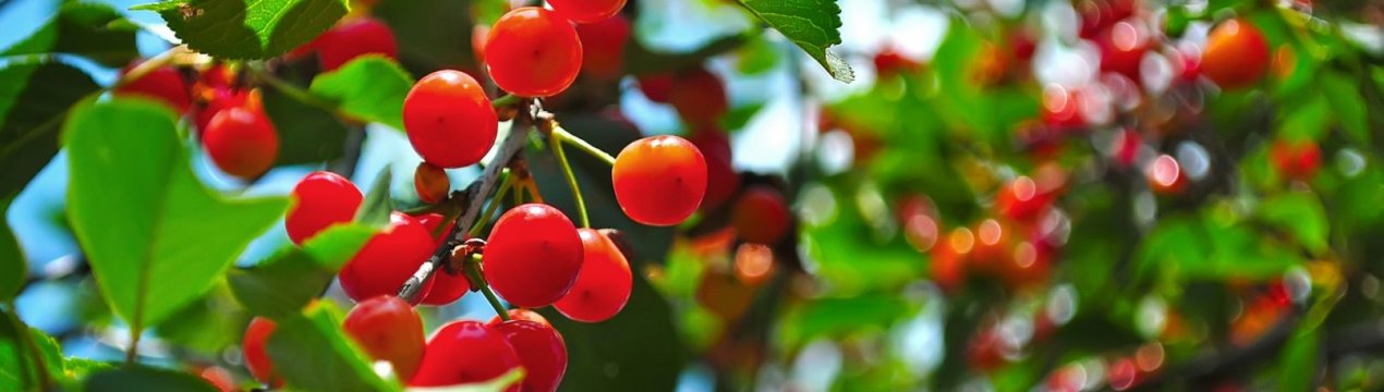 Що можна садити поруч з вишнею