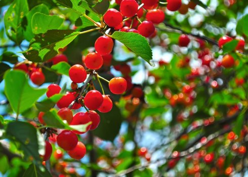 Що можна садити поруч з вишнею