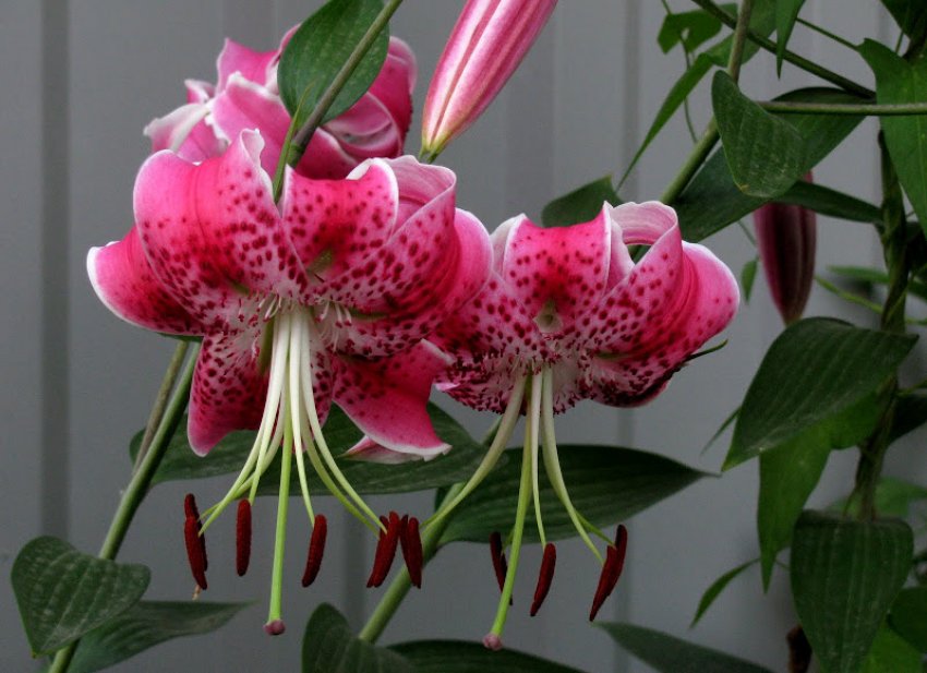 Лілія сорту Speciosum Uchida Лілія сорту Speciosum Uchida