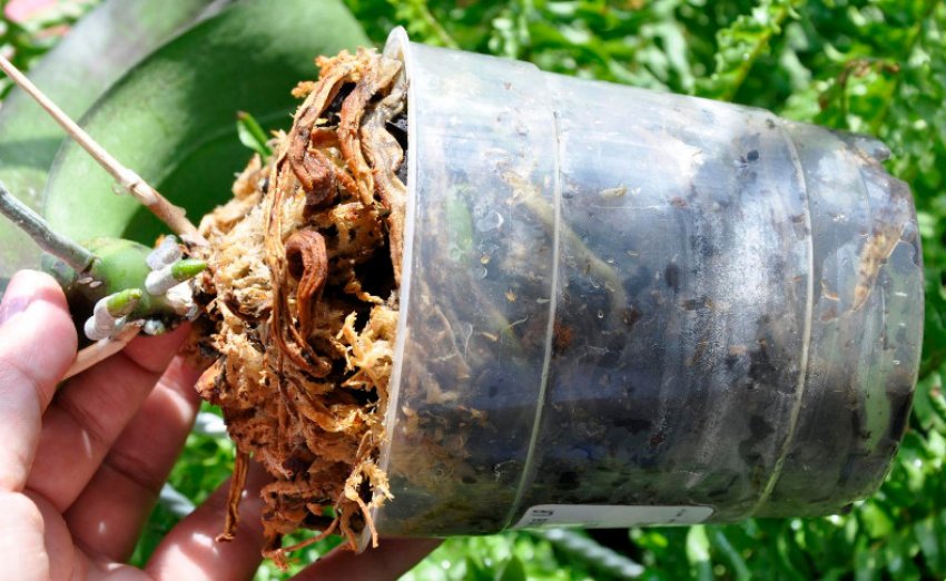 Коренева гниль Коренева гниль