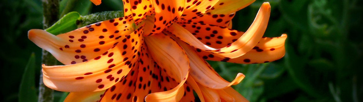 7 рідкісних сортів лілій