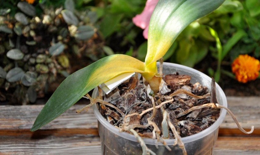 Гниль кореневої шийки Гниль кореневої шийки