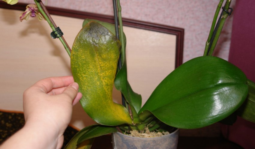 Фузаріозна гниль Фузаріозна гниль