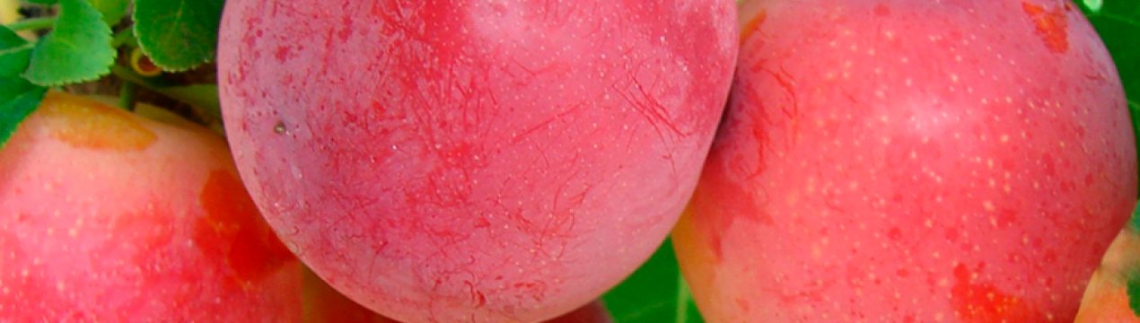 8 кращих сортів аличі гібридної для посадки