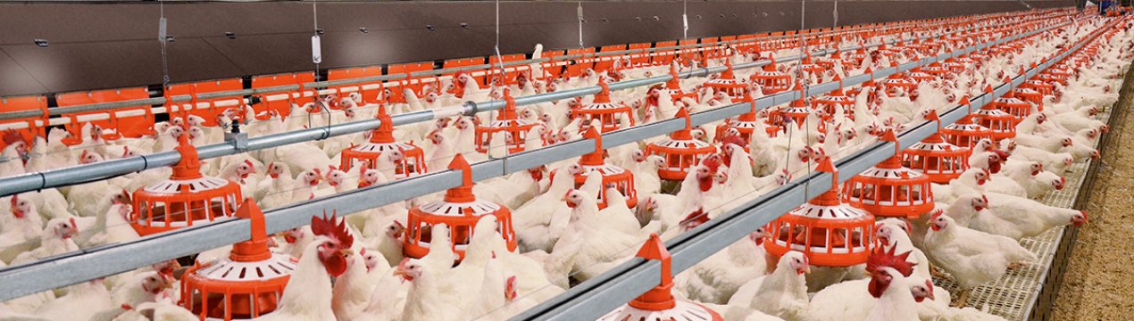 Проблемні харчові продукти та кризи на складі птахофабрики в Сабольце, Угорщина