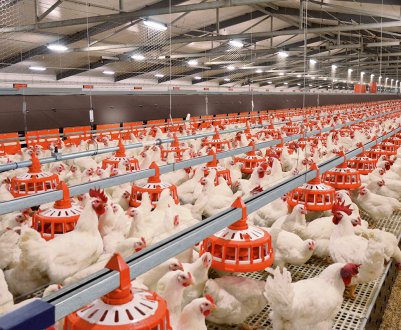 Проблемні харчові продукти та кризи на складі птахофабрики в Сабольце, Угорщина