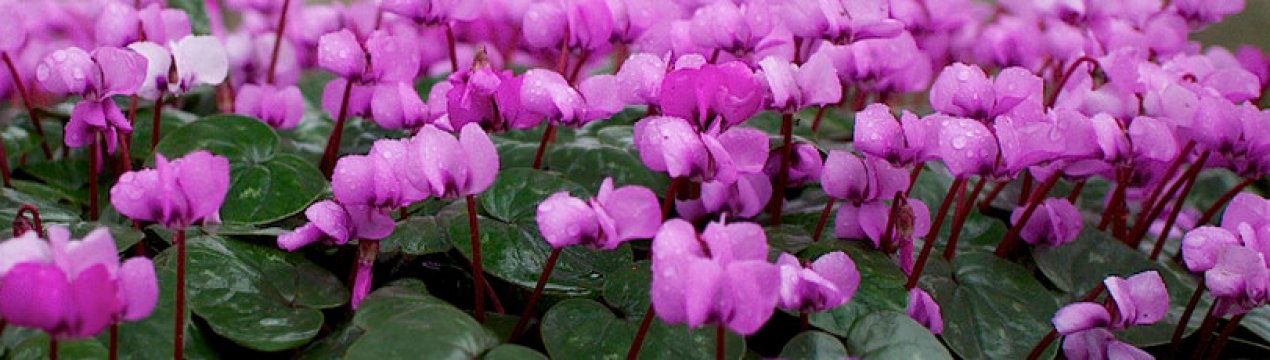 Коли і як правильно пересаджувати цикламен?