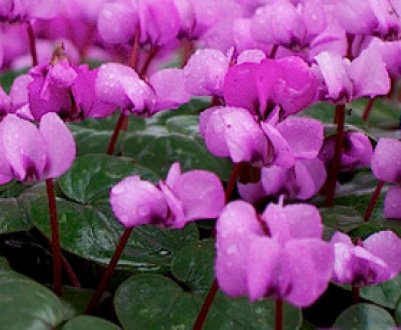 Коли і як правильно пересаджувати цикламен?