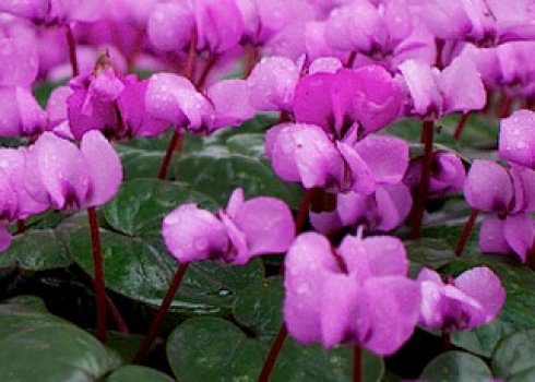 Коли і як правильно пересаджувати цикламен?