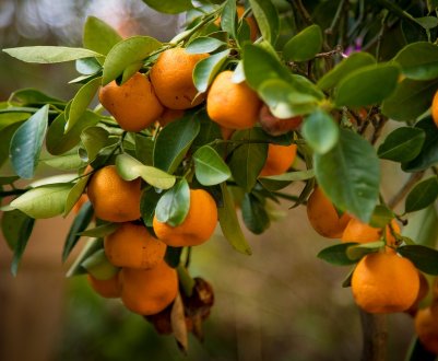 В Техасі розширено карантин для цитрусових