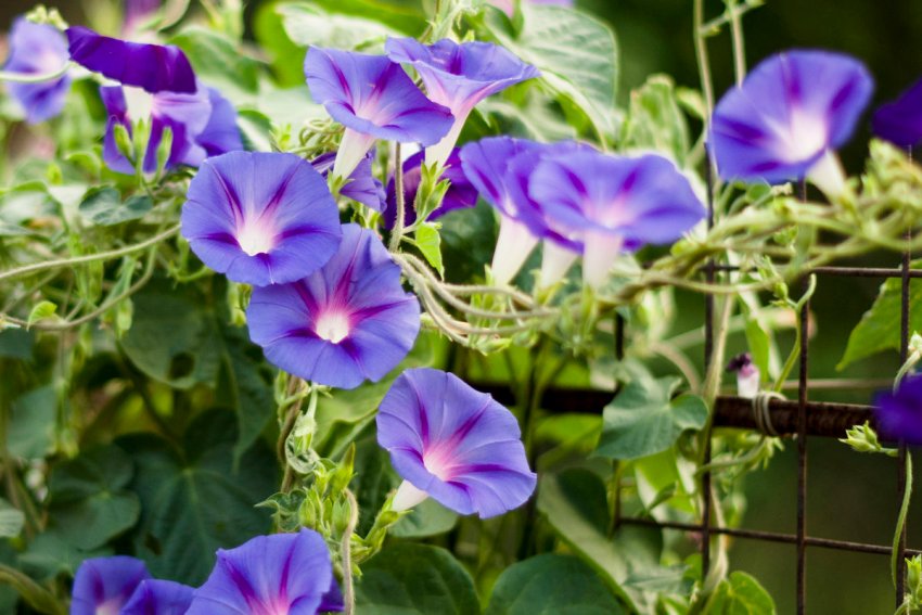 Іпомея Іпомея