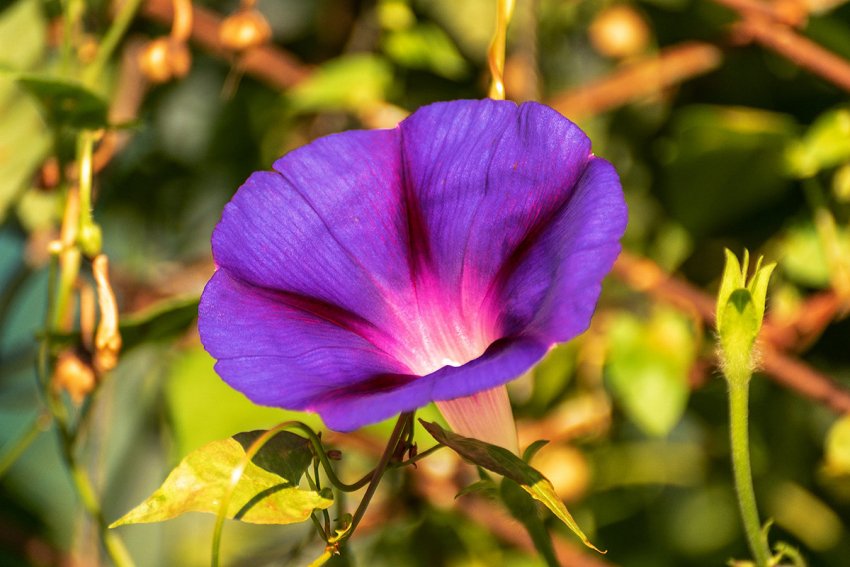 Іпомея Іпомея